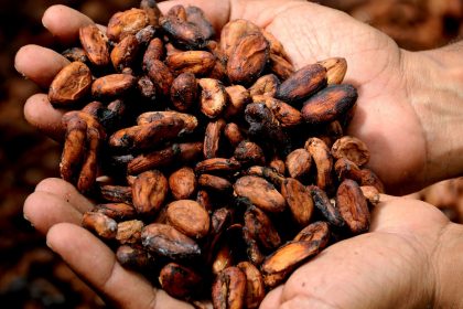 Quelques bienfaits du cacao