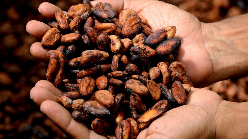 Quelques bienfaits du cacao
